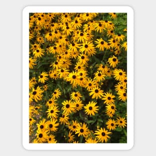 Daisies Sticker